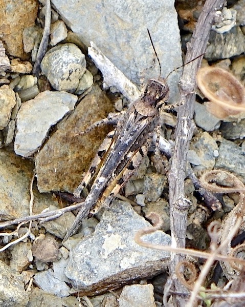 grasshopper